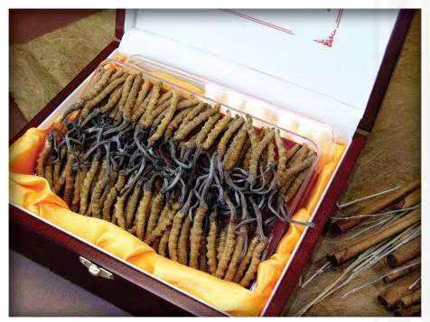 青川冬虫夏草回收